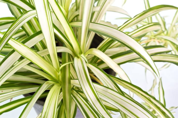 Spider_plant.jpg