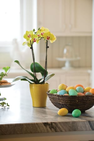 Easter_Gifts_Orchid_10