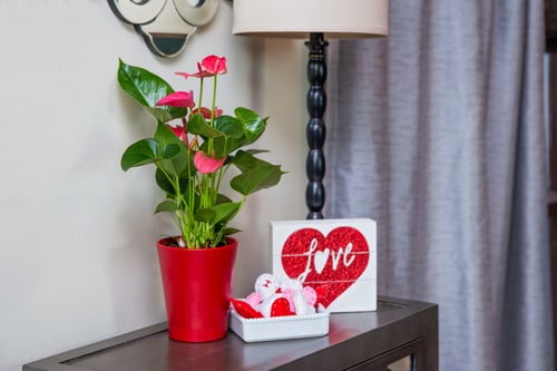 Valentines_Anthurium.jpg