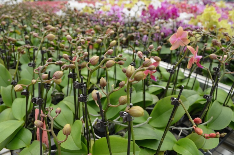 orchid-life-cycle-buds