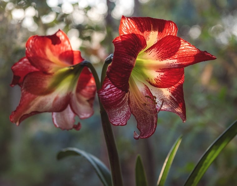 amaryllis.