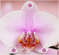 orchid sepal