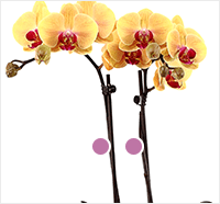 orchid stem