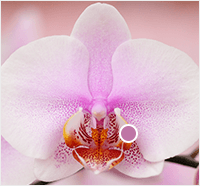 orchid throat