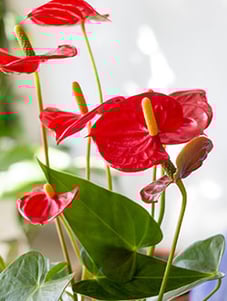 anthurium-1-1