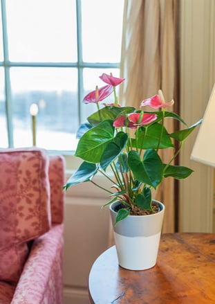 anthurium plant on an end table