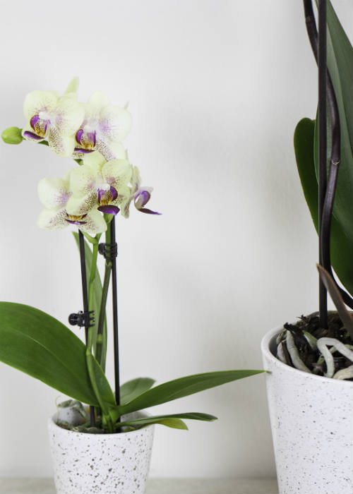 What Causes Orchid Bloom Loss?