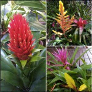 bromeliad-collage.jpg