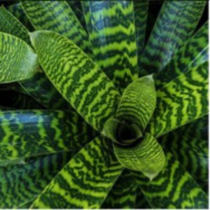 bromeliad-foliage.jpg