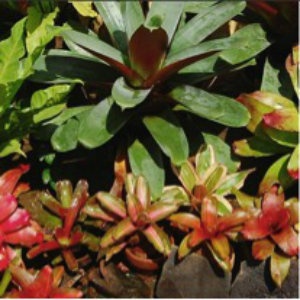 bromeliads-with-ferns.jpg