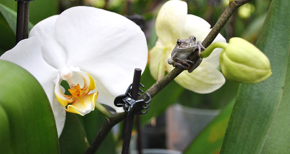 Frog on Orchid