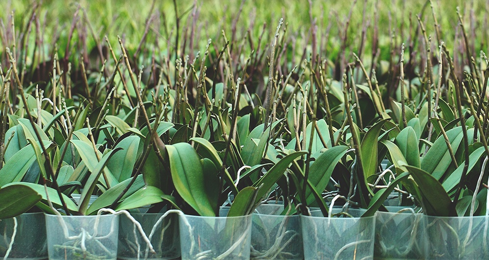 Leaves and Stems