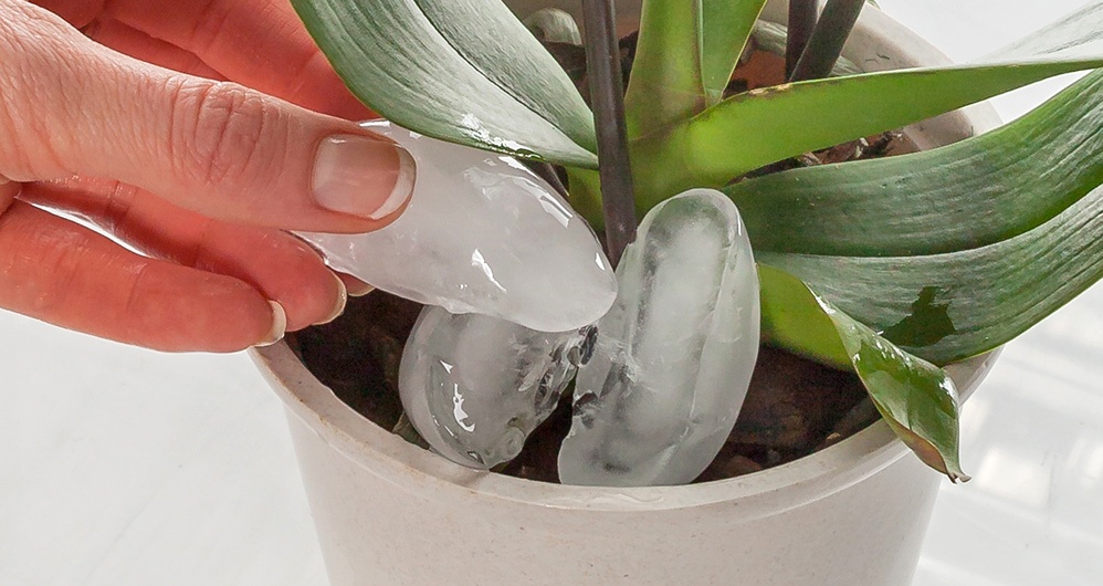 Orchid Watering