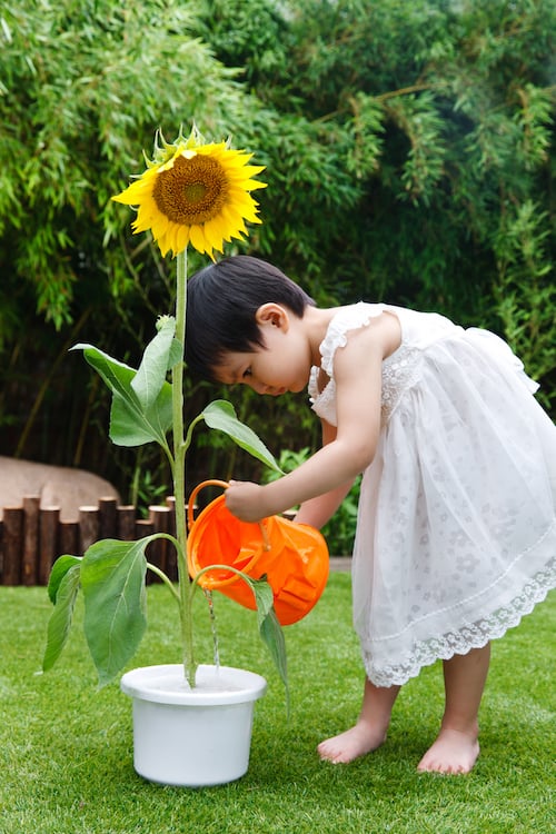 child-planting-sunflower