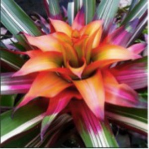 colorful-bromeliad.jpg