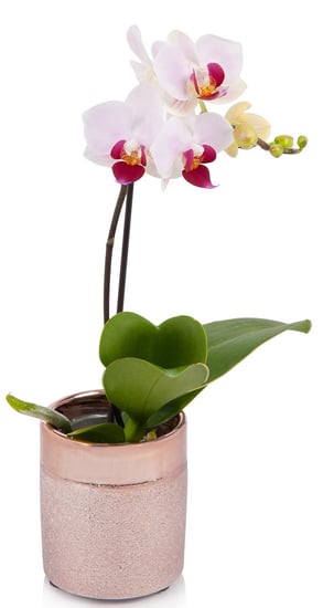 cropped orchid