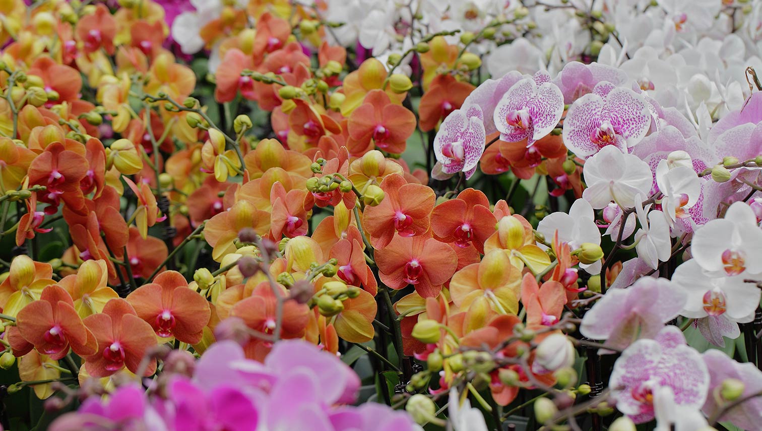 Different colored orchids