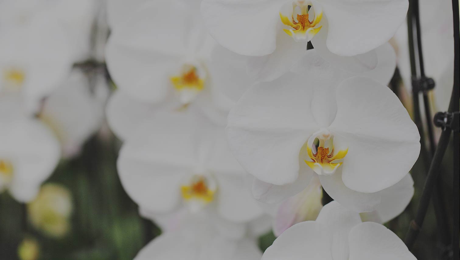 White Waterfall Orchid