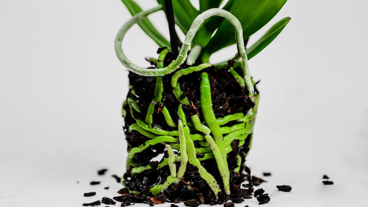 healthy orchid roots hydrogen peroxide root rot