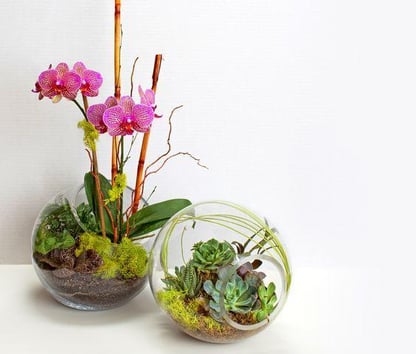 orchid arrangements as an orchid terrarium