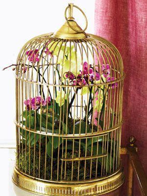 orchid arrangements in a hanging birdcage