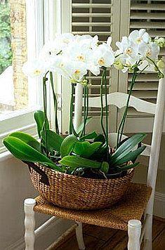 orchid arrangements using a basket