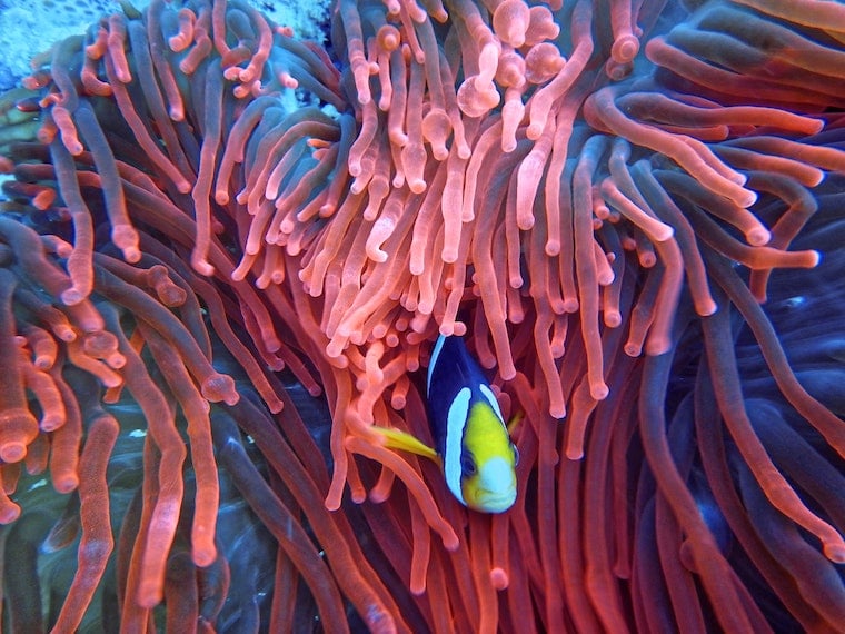 living-coral-fish