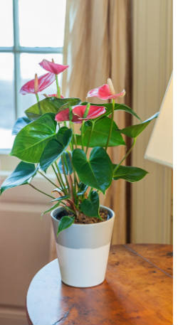 low-maintenance-plants-1