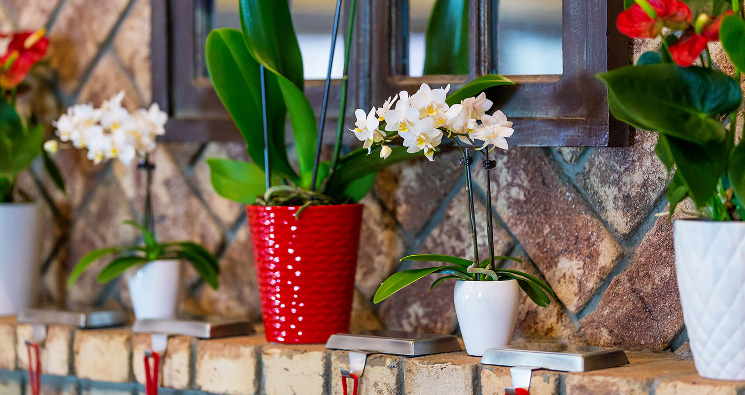 mini-orchid-img5.png