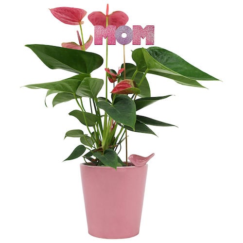 Potted Plants for Mother's Day