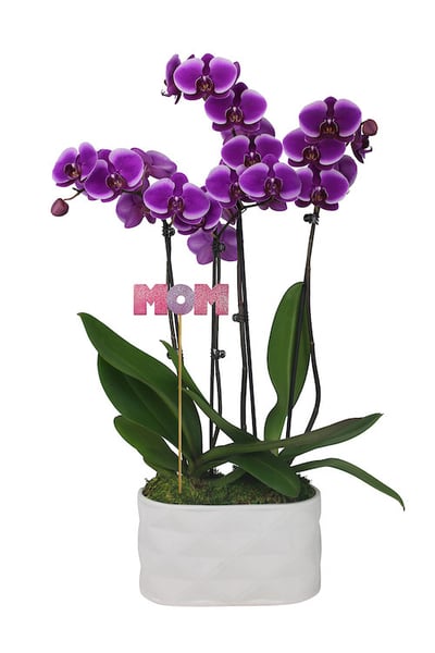 mothers-day-orchid-planter