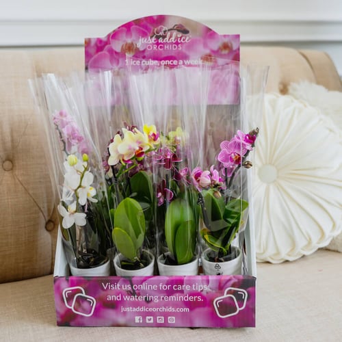 multicolor-flower-shop-in-a-box