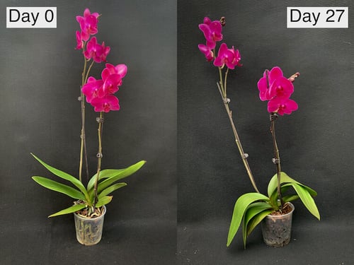 orchid-comparrison-hydrogen-peroxide-experiment