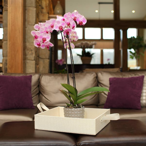 orchid-decor