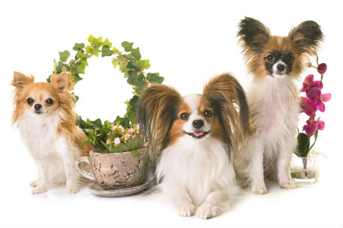pet-safe houseplants