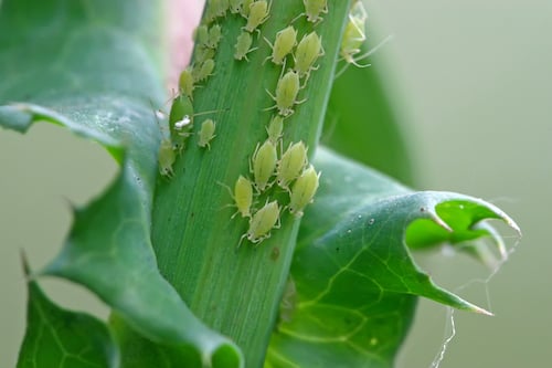 What Are These Bugs on My Orchid