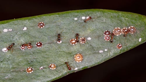 orchid-pests-scale