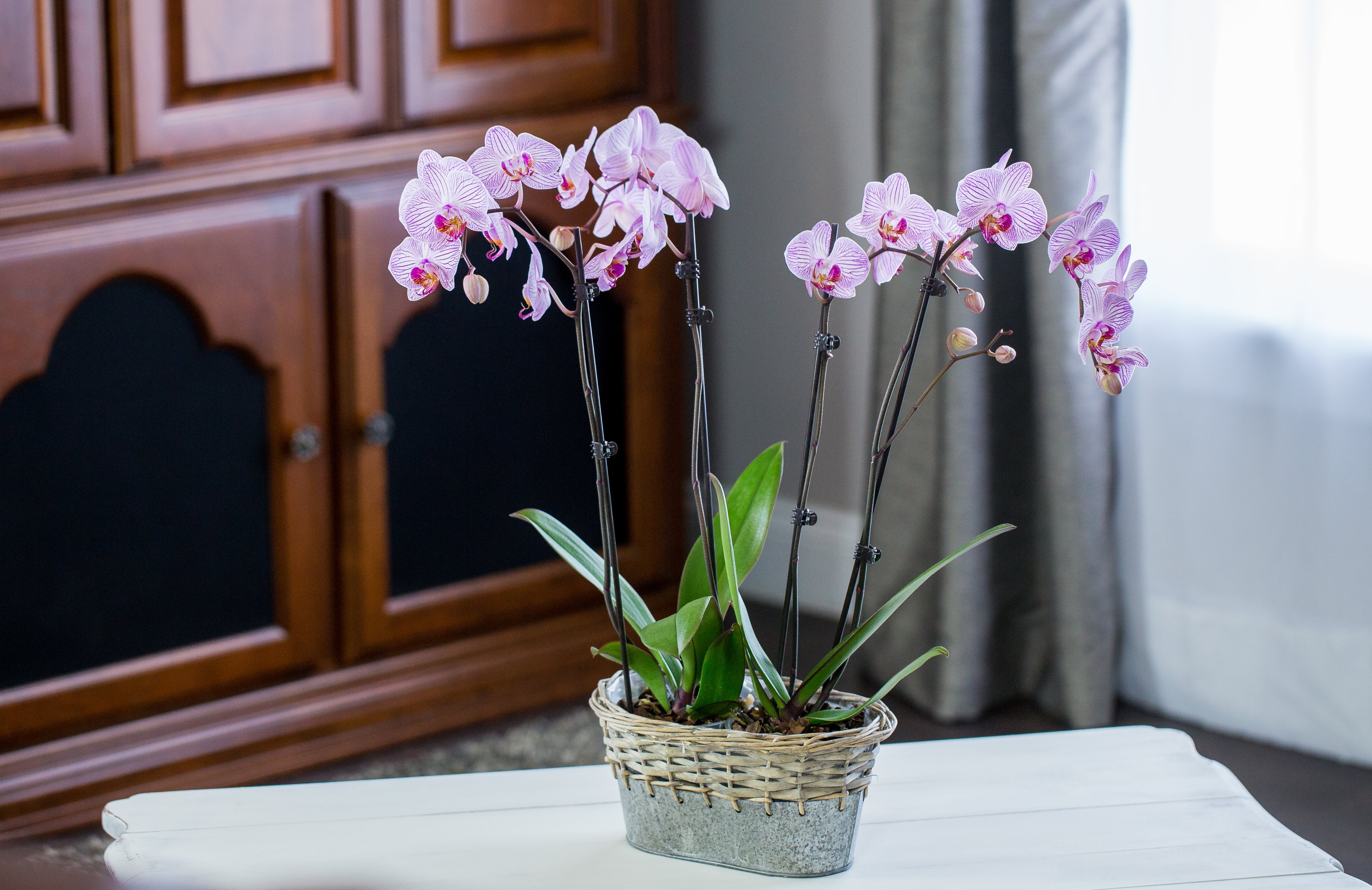orchid-planter-1