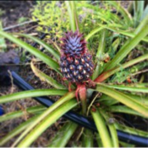 pineapples-bromeliads.jpg