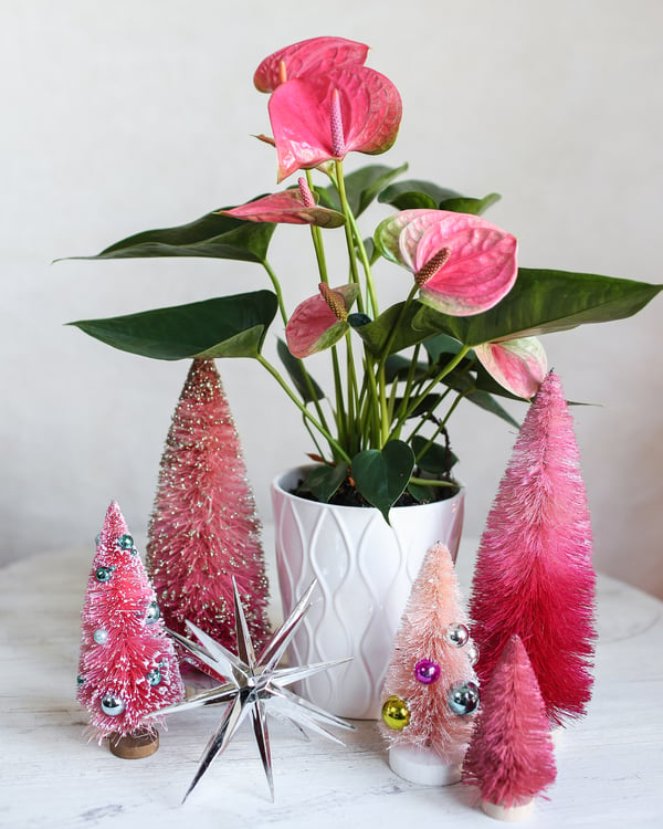 pink-holiday-anthurium