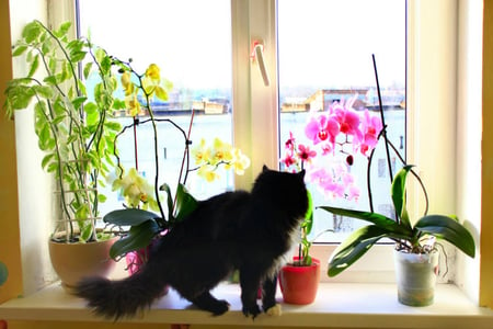 pet-safe houseplants