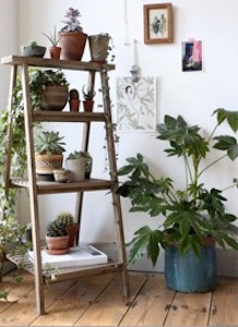 plants-ladder.jpg