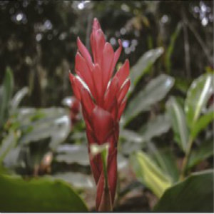 red-bromeliad.jpg