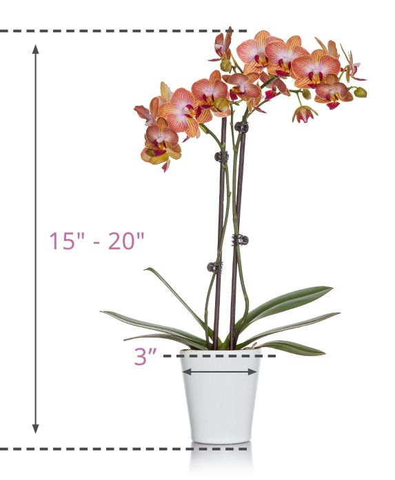 3 inch Orchid