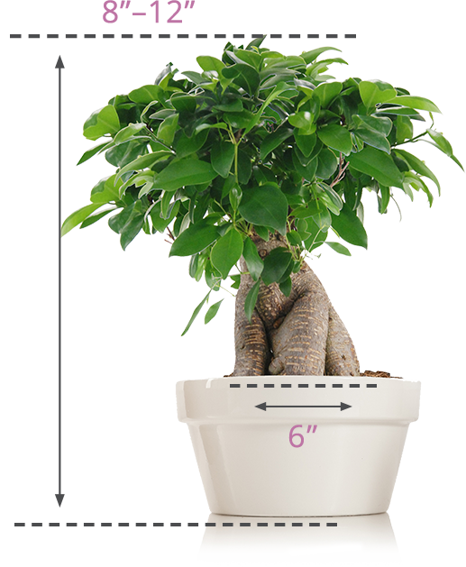 size-img-bonsai-1-1