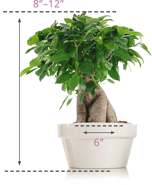 Indoor Bonsai Trees | Just Add Ice Orchids Indoor Bonsai Trees | Just Add Ice Orchids