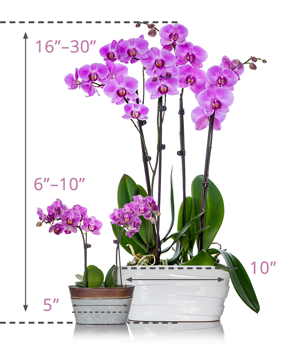 Orchid Planters Just Add Ice Orchids