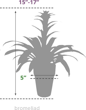 Size Guide Bromeliad