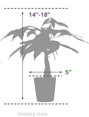 Size Guide Money Tree