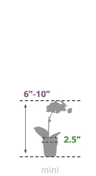 Size Guide Mini Orchid